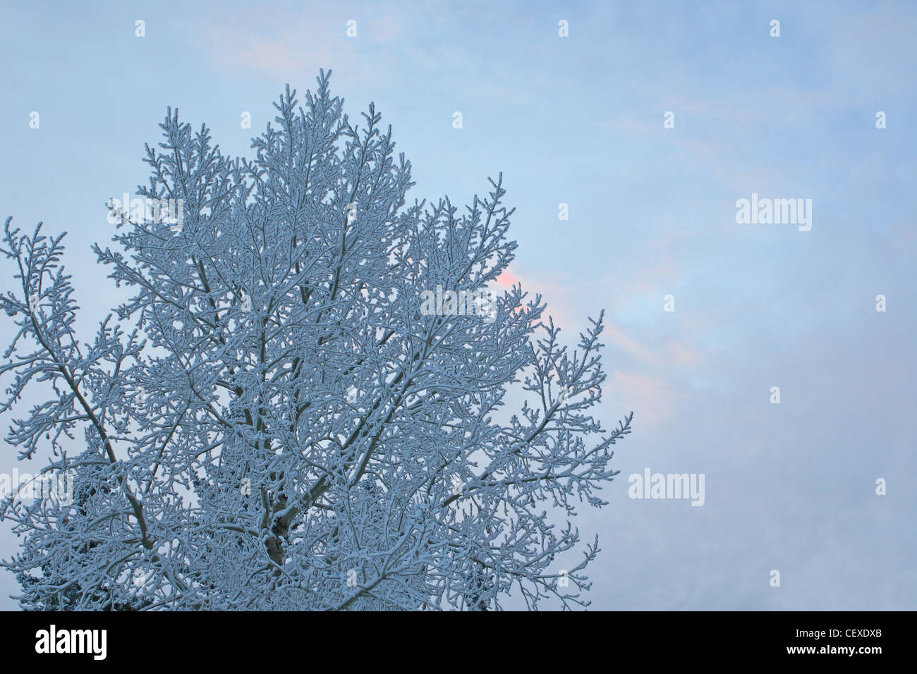 Winter scenes from Calgary,  Alberta, Canada.  Snow and hoar frost on tree branches. Stock Photo