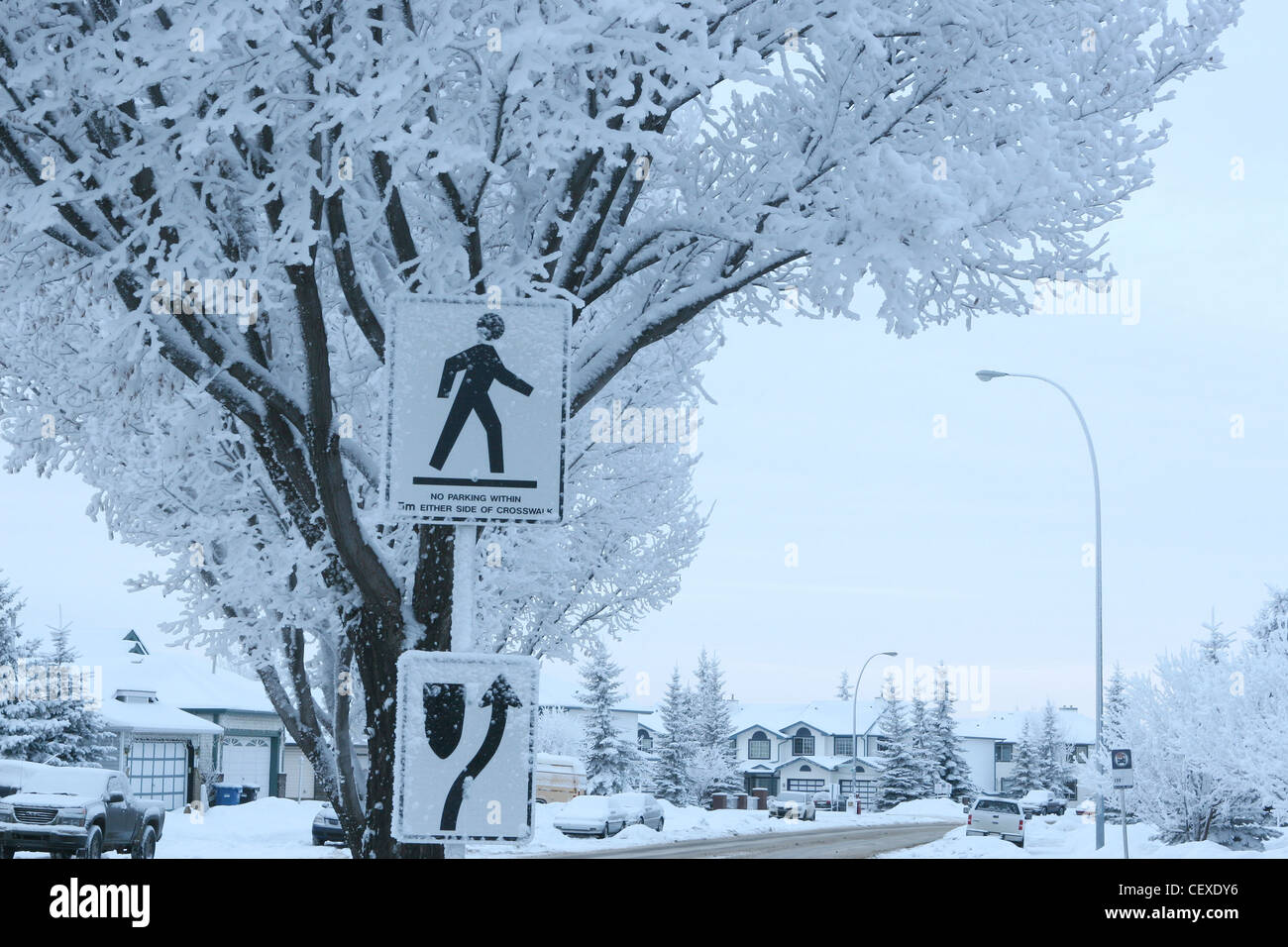 Winter scenes from Calgary,  Alberta, Canada.  Pedestrian sign and snow covered street. Stock Photo