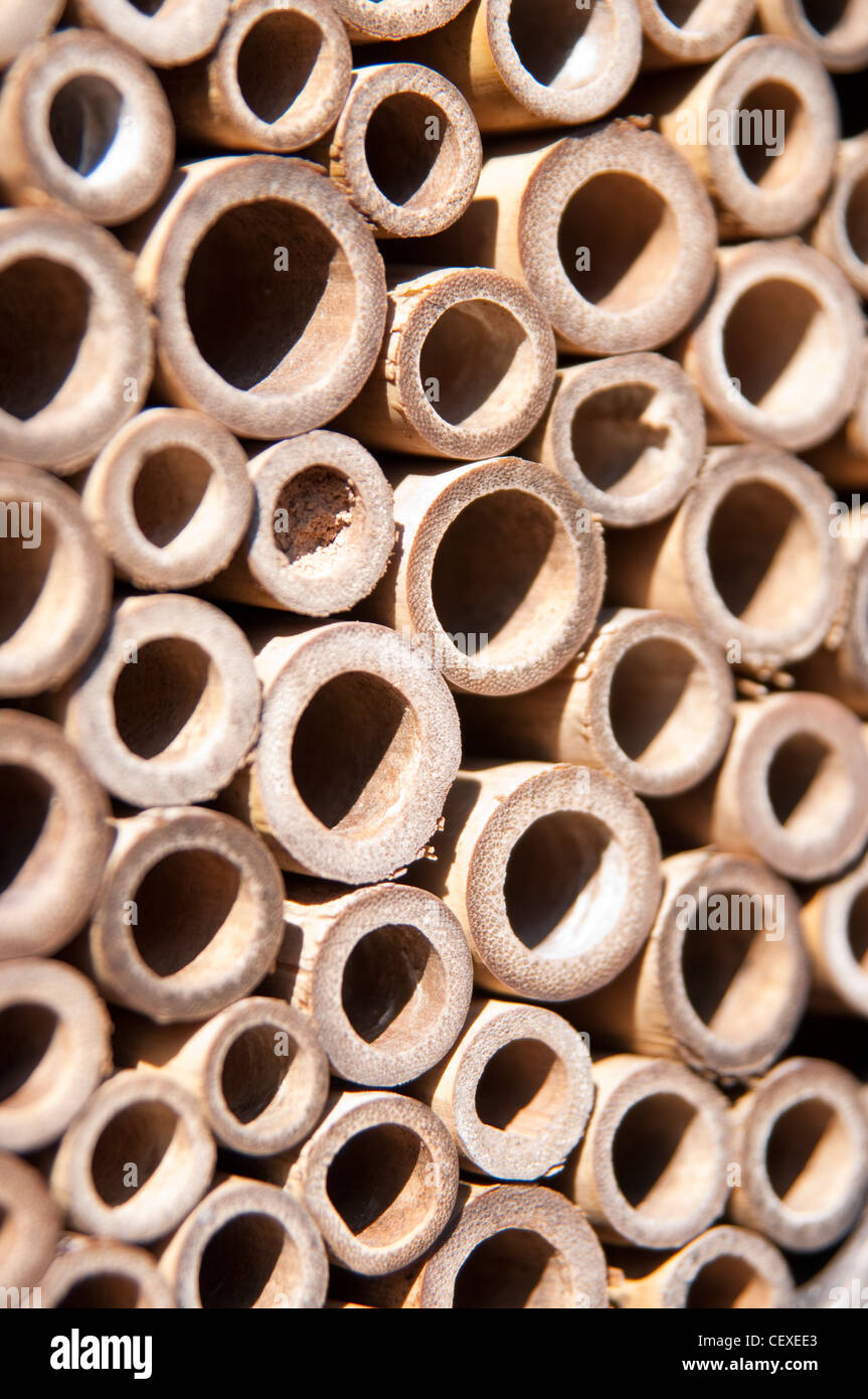 A macro photograph of a mason bee house made from bamboo. Stock Photo