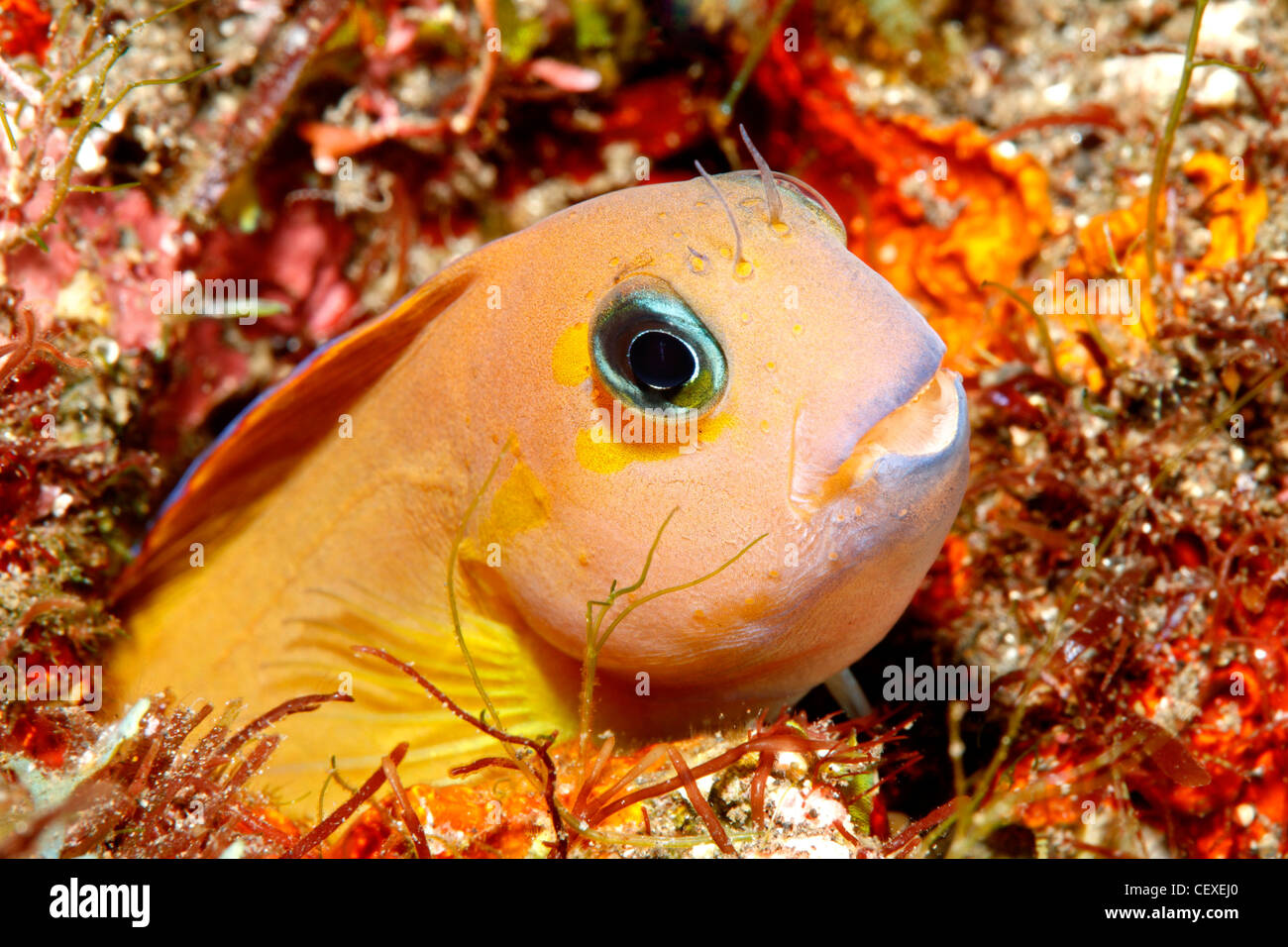 Midas Blenny, Golden Blenny or Lyretail Blenny, Ecsenius midas, peering ...