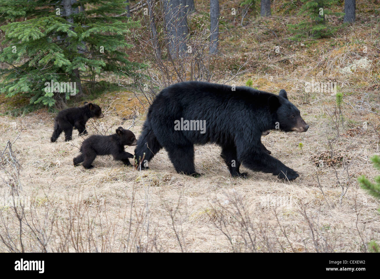 two black bear cubs following their mother in jasper national park