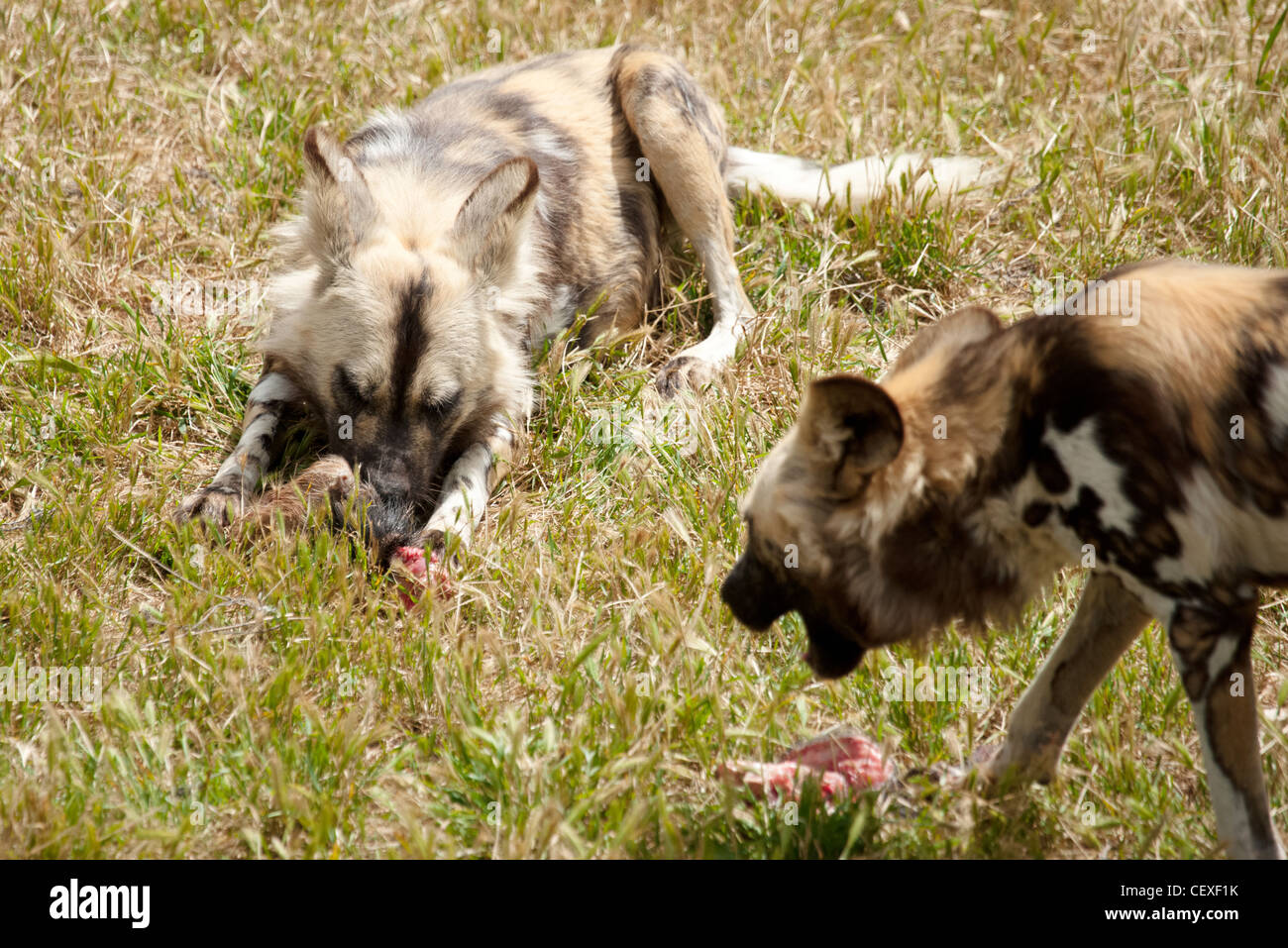 photo of two cape hunting dogs eating meat Stock Photo Alamy