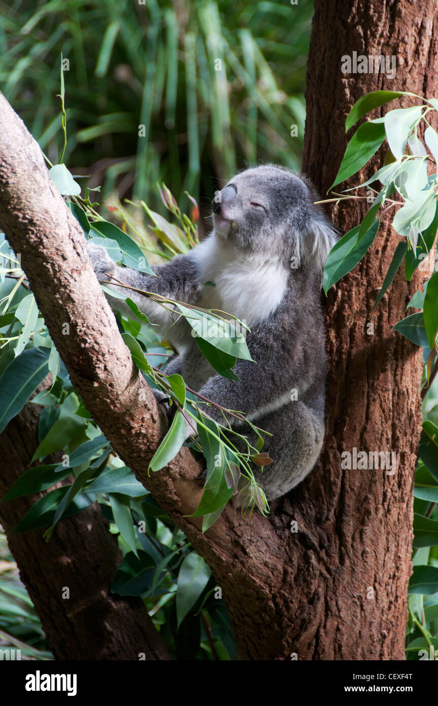 Australia day koala hi-res stock photography and images - Alamy