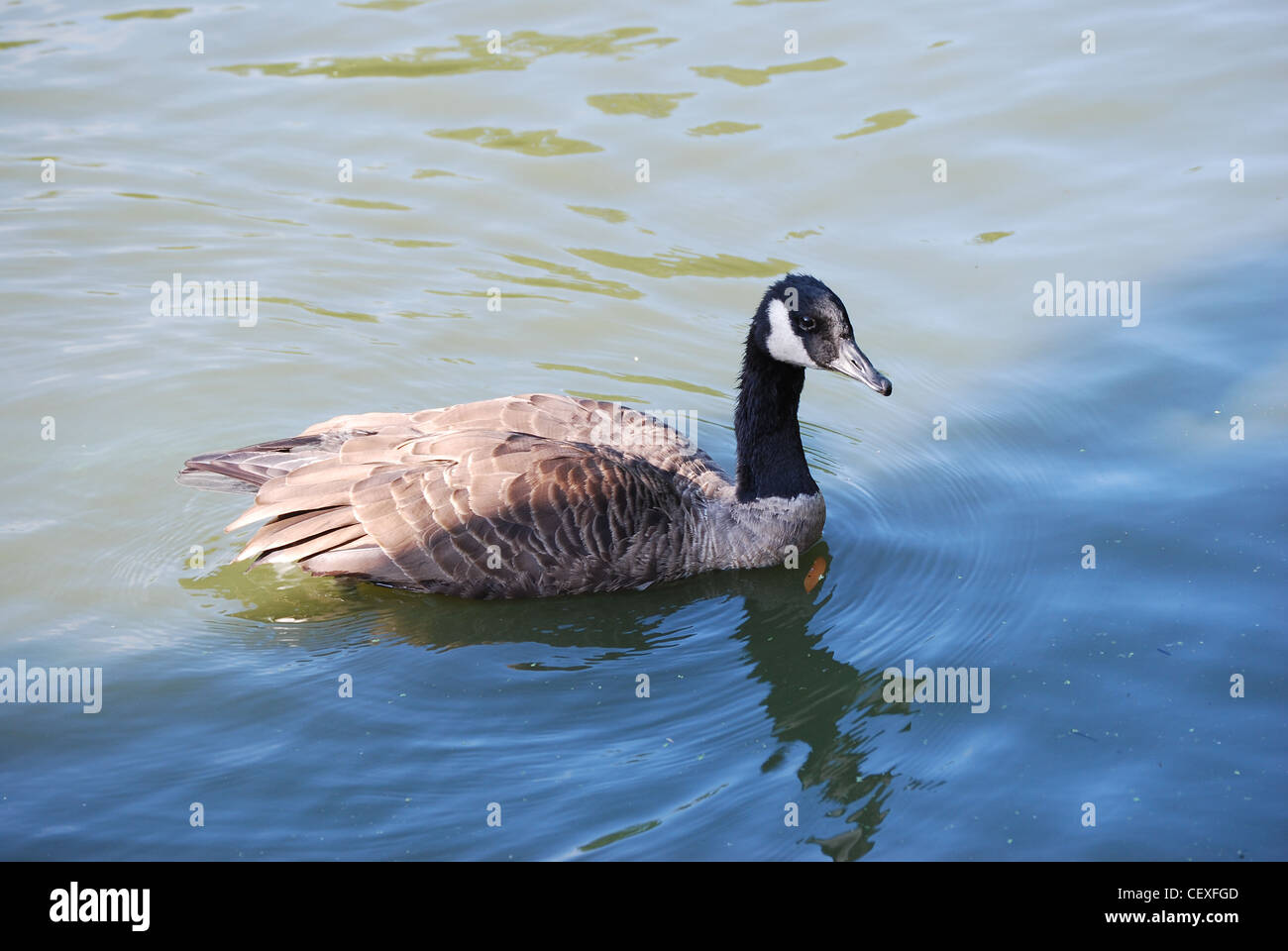 Duck swimming in pond Stock Photo - Alamy