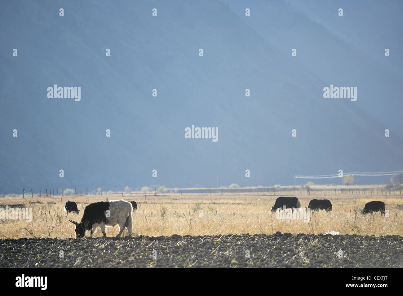 Western China, Highlands Ranch Stock Photo Alamy