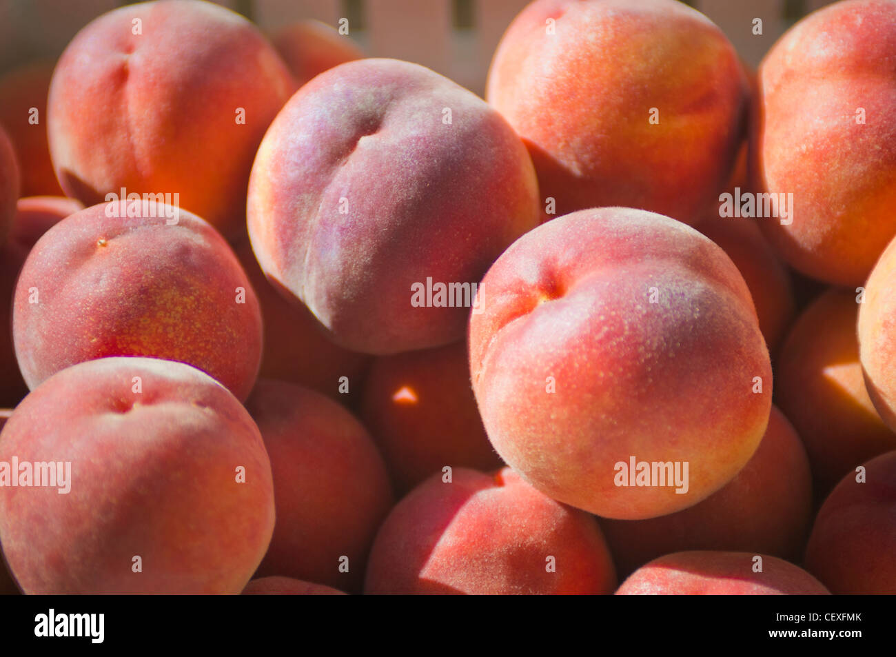peaches in the sunlight; berkeley, california, united states of america