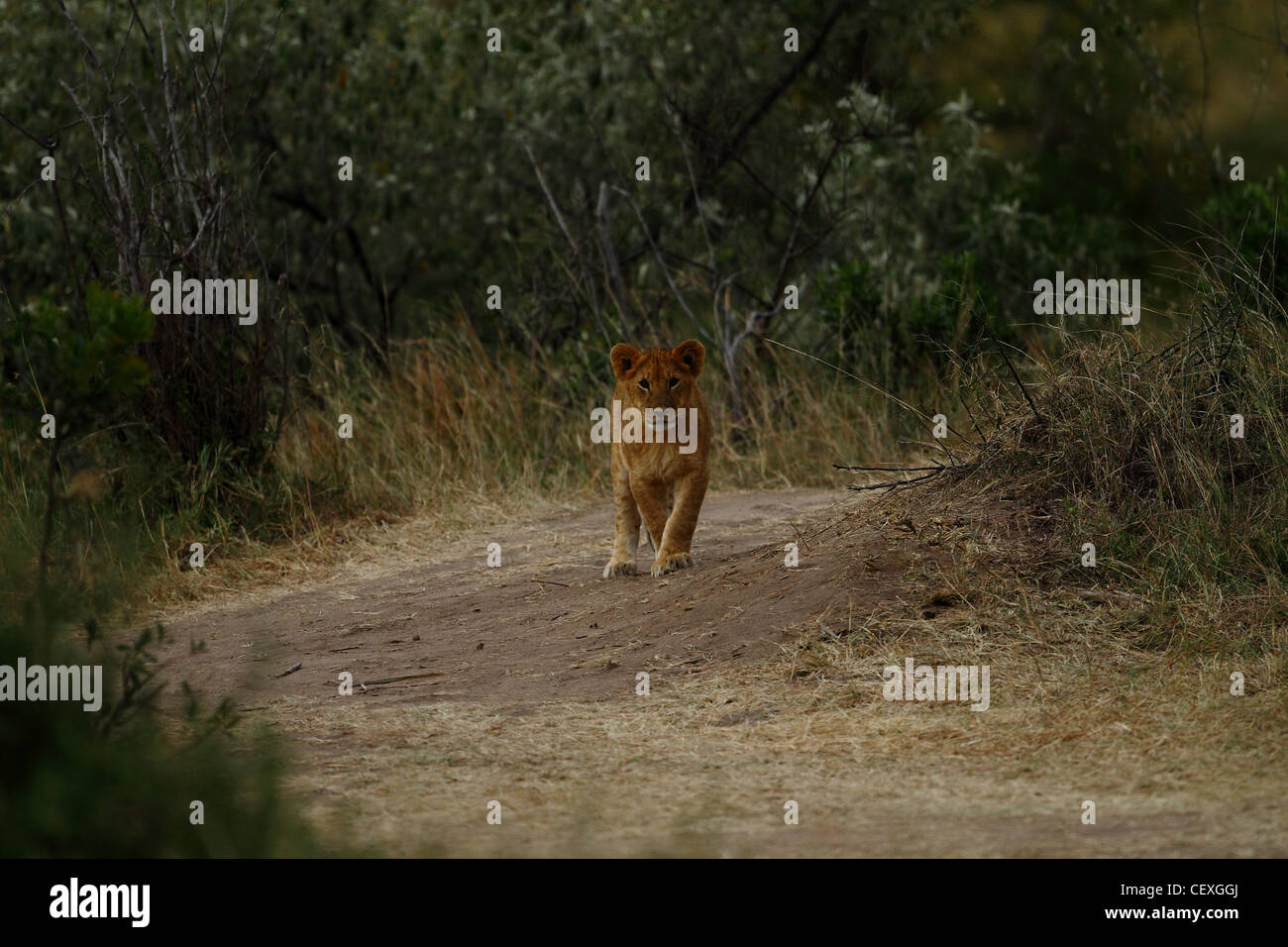 African Lion in Masai Mara National Park Stock Photo - Alamy