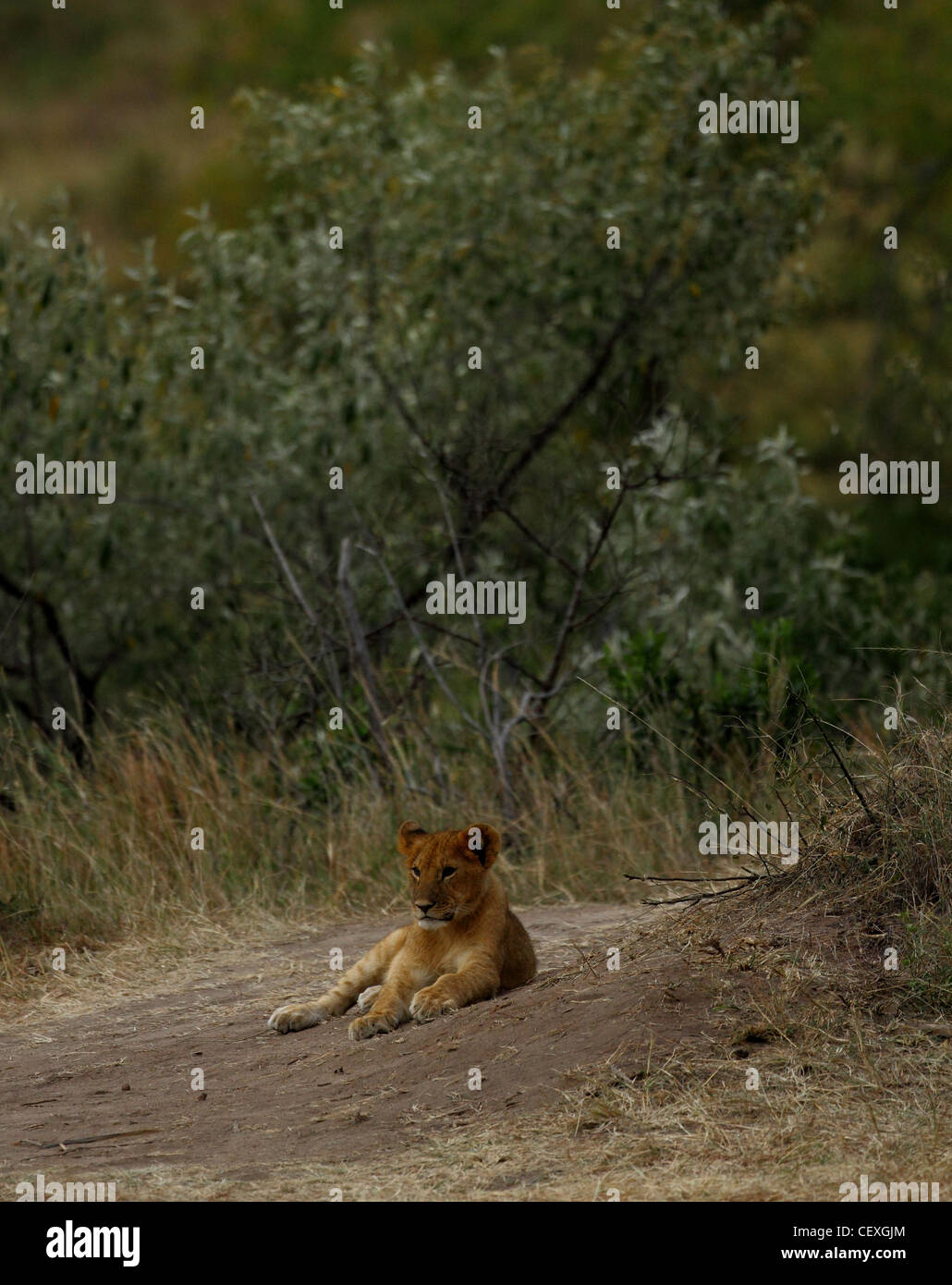 African Lion in Masai Mara National Park Stock Photo - Alamy
