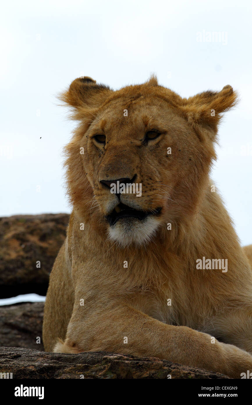 African Lion in Masai Mara National Park Stock Photo - Alamy