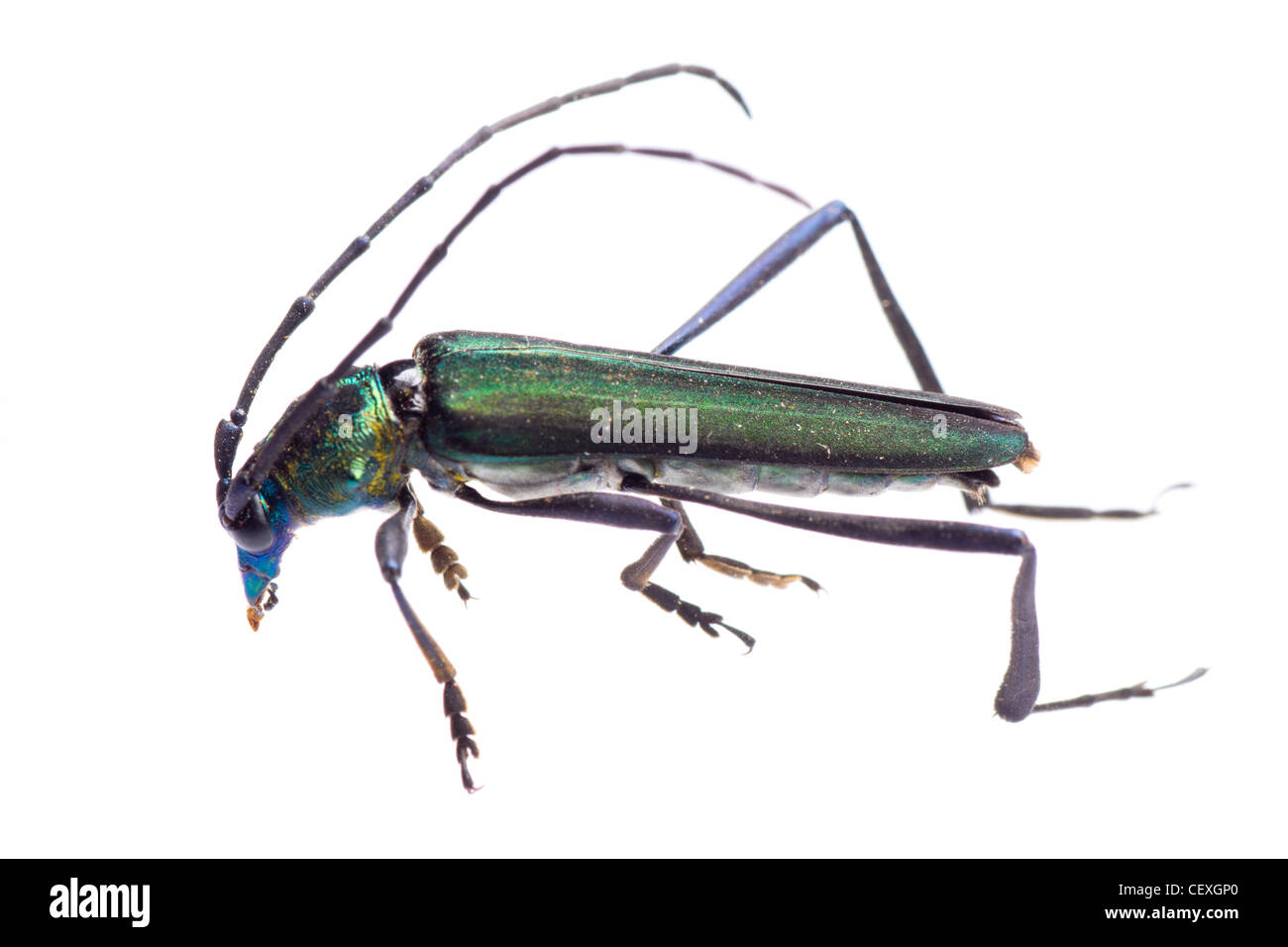 insect longicorn longhorn beetle isolated Stock Photo