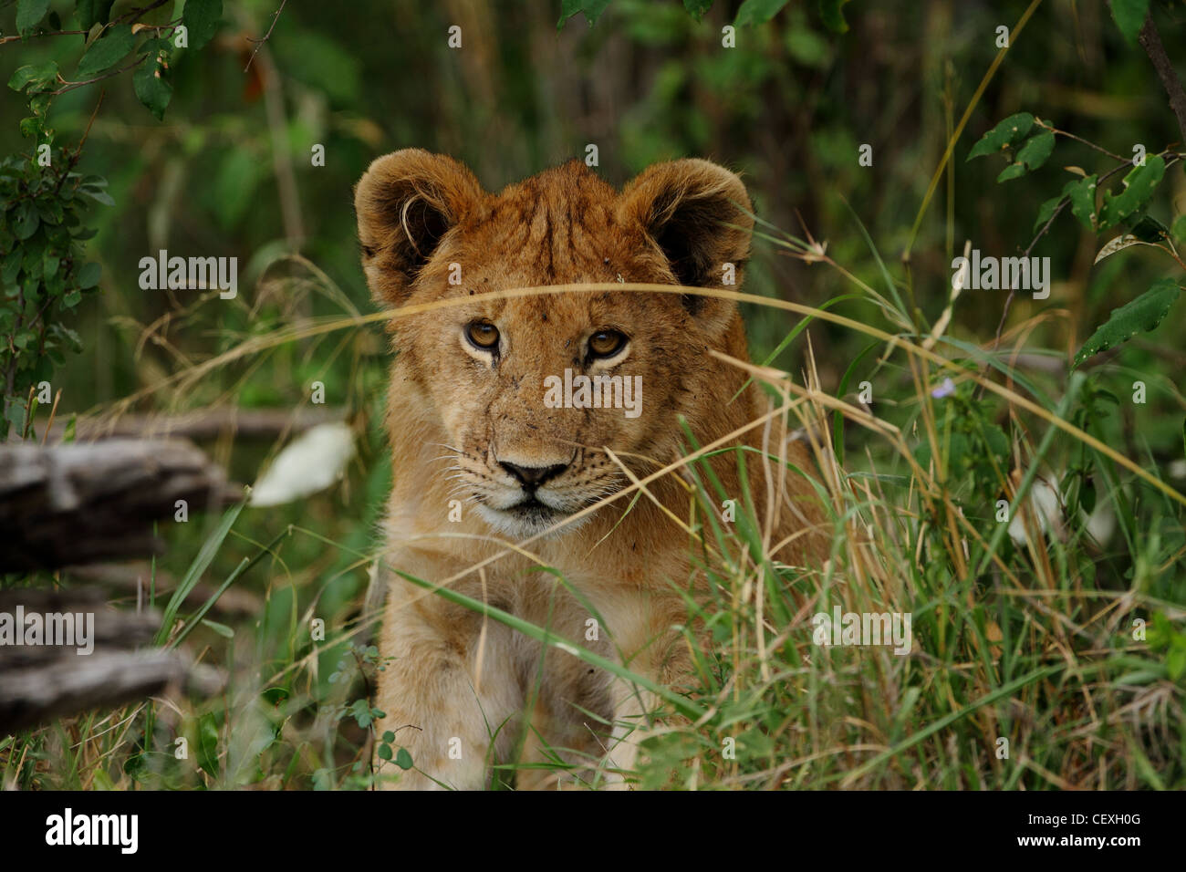 African lion cub hi-res stock photography and images - Alamy