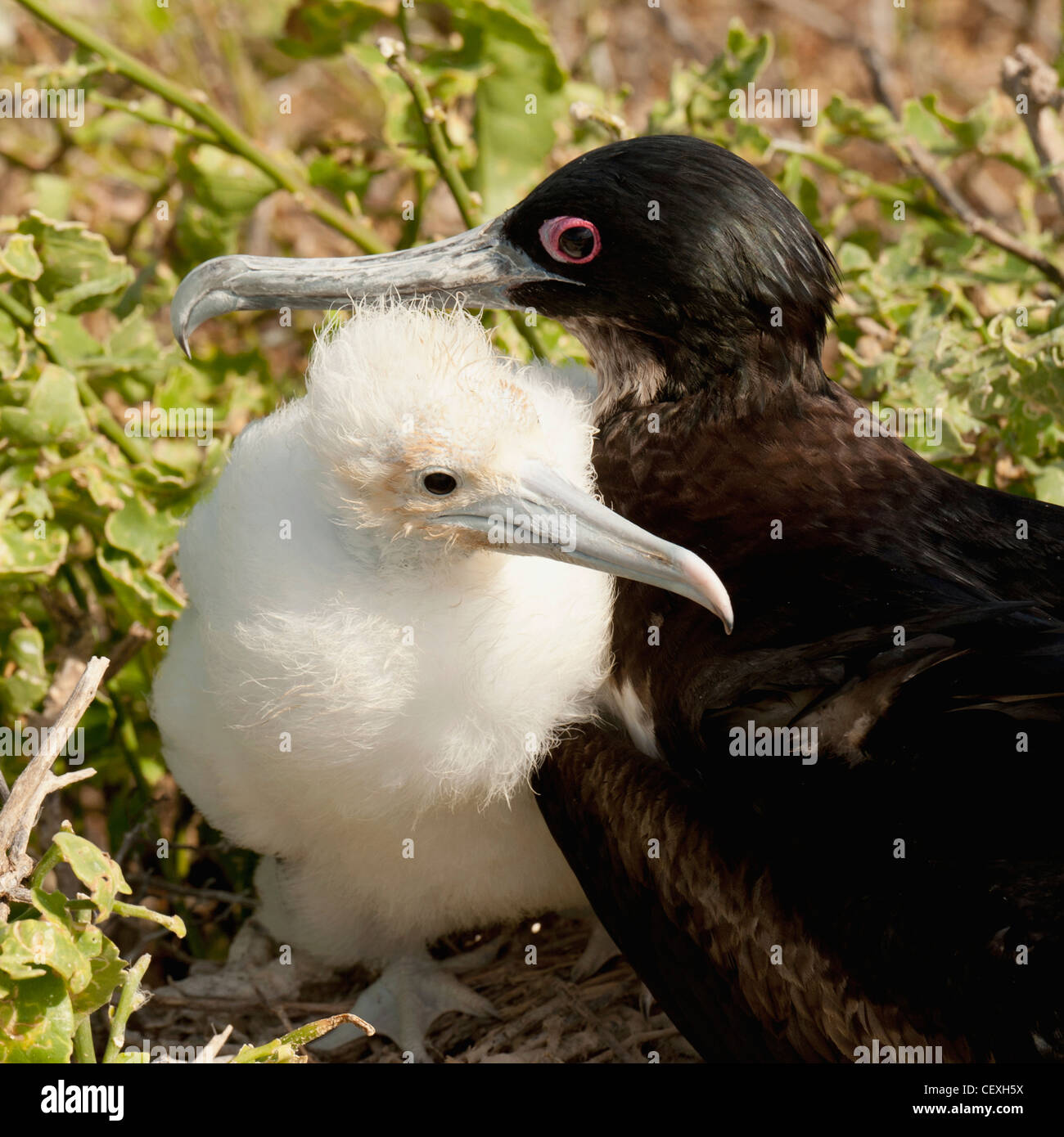 a frigatebird (fregatidae) and her chick; galapagos, equador Stock Photo