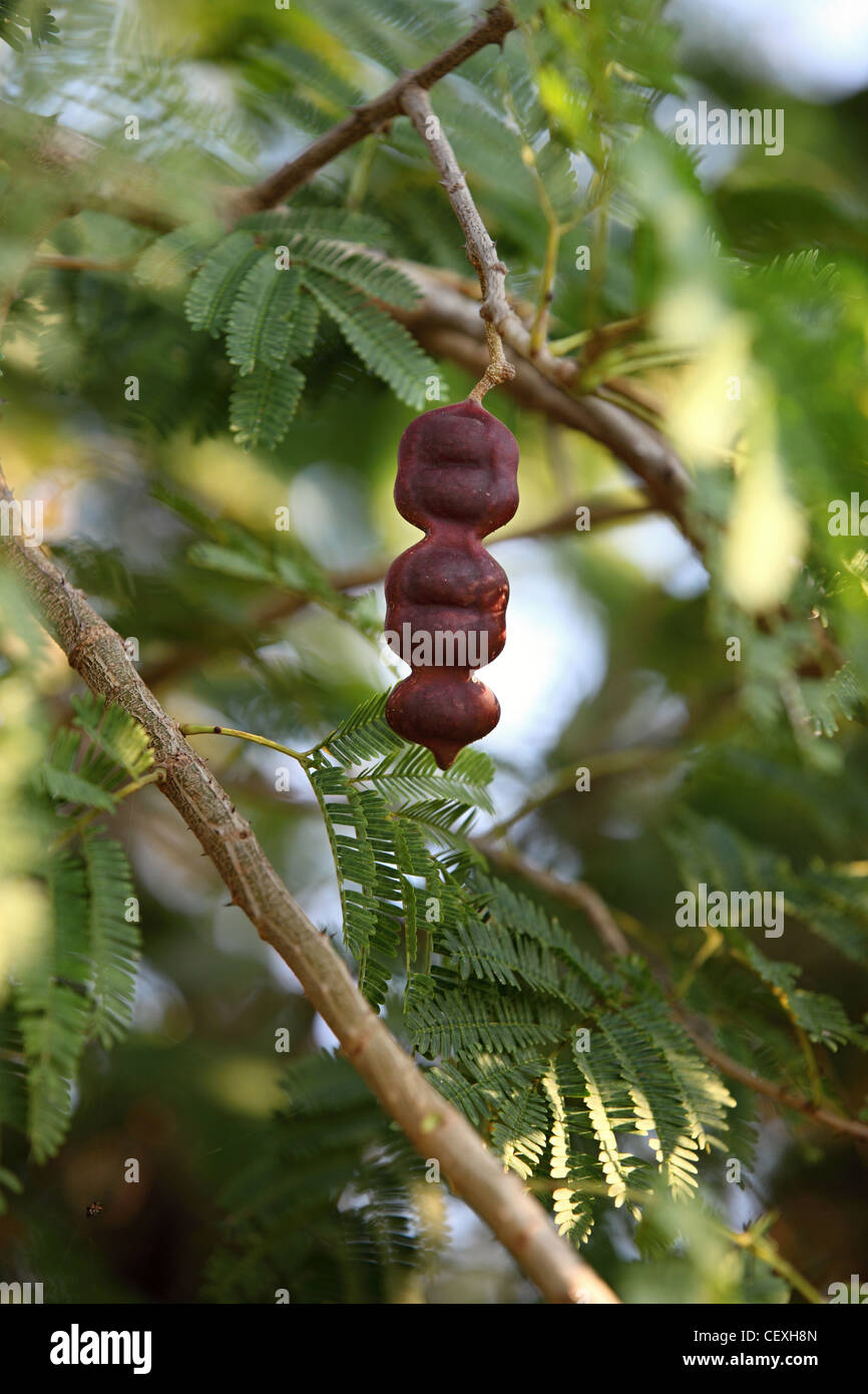 Acacia concinna fruit pods Andhra Pradesh South India Stock Photo - Alamy