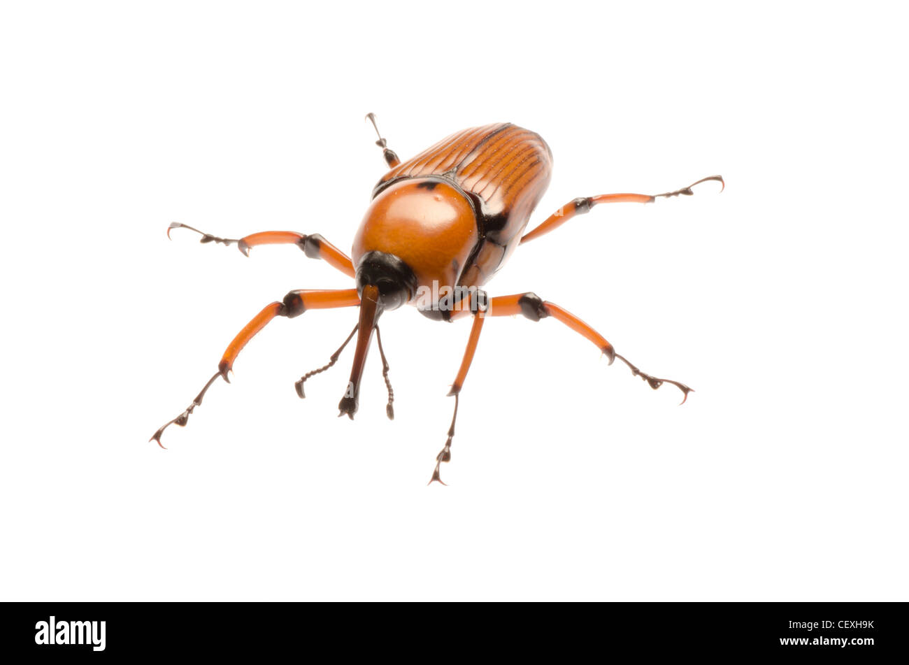 female brown palm weevil snout beetle, Rhynchophorus ferrugineus, isolated on white Stock Photo