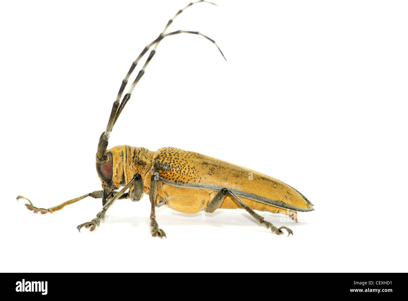 insect long horn beetle isolated Stock Photo