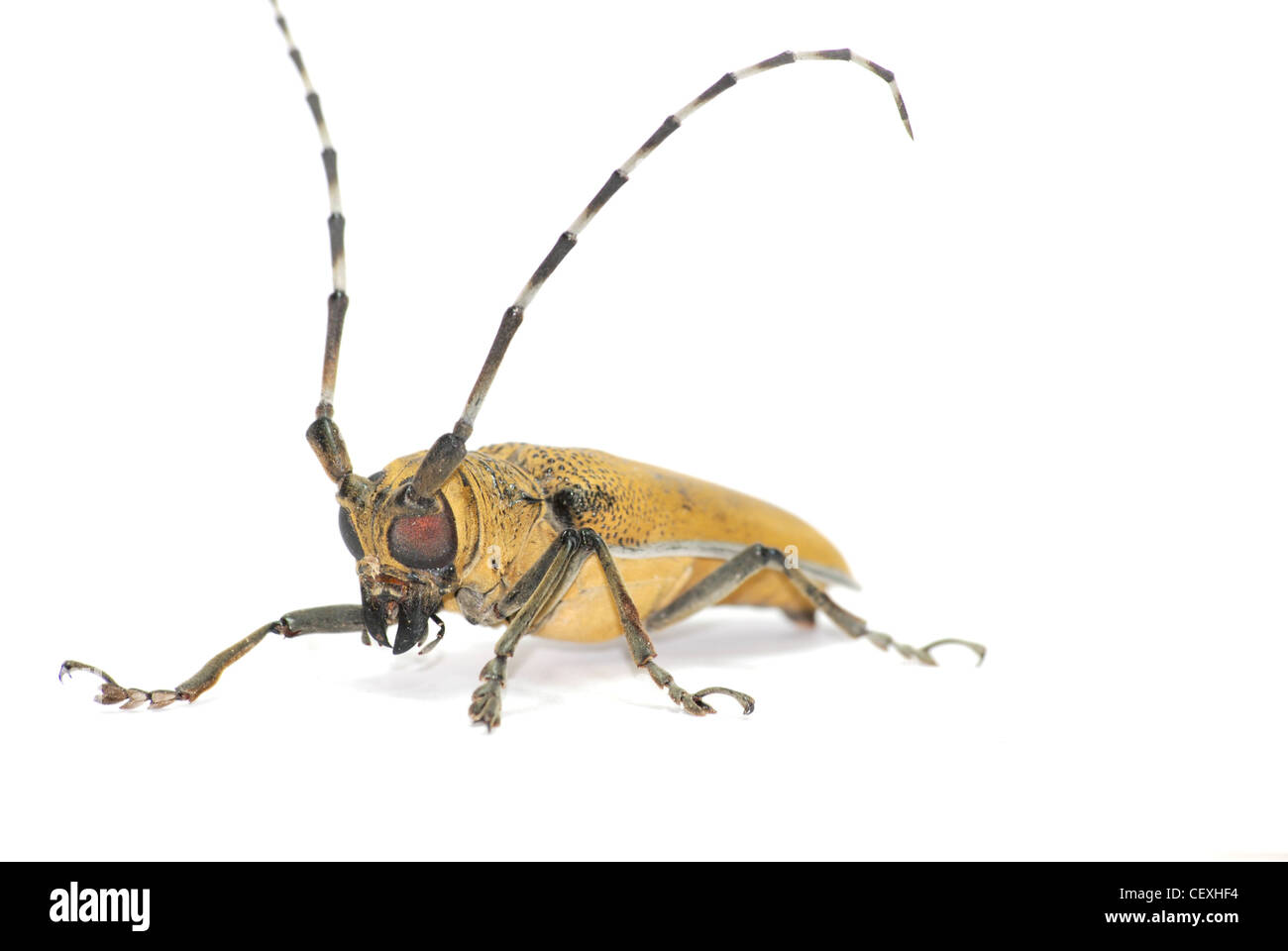 insect long horn beetle isolated Stock Photo