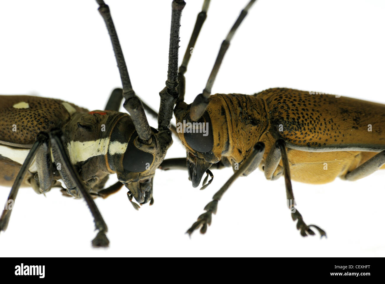 insect long horn beetle fight Stock Photo
