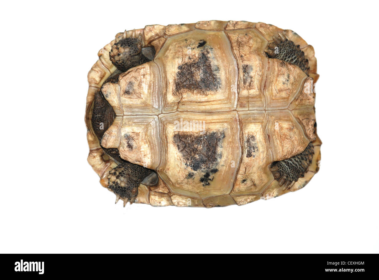 turtle isolated Stock Photo - Alamy