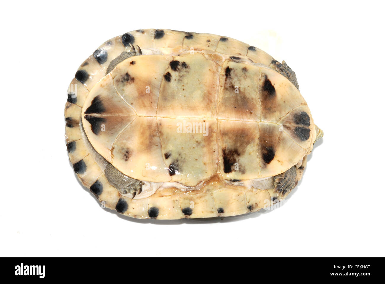 Malayan box turtle (Cuora amboinensis Stock Photo Alamy