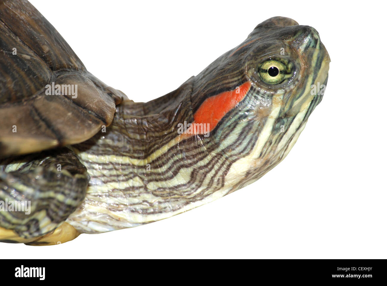 Где у черепах уши. Слух у черепах. Отит у красноухой черепахи. У красноухой черепахи есть уши. Красноухая черепаха детеныш.