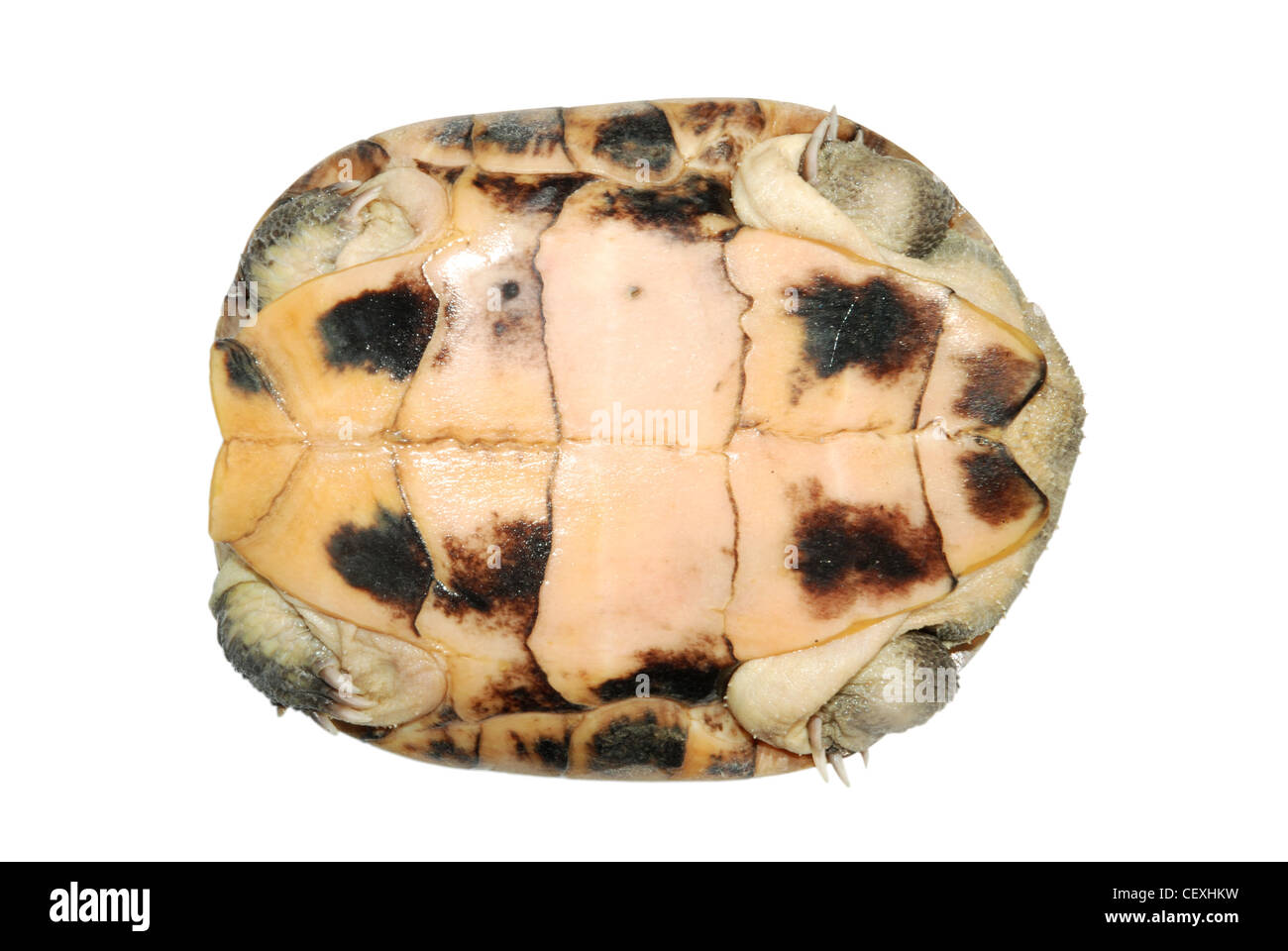 Asian yellow pond turtle (Mauremys mutica) Stock Photo