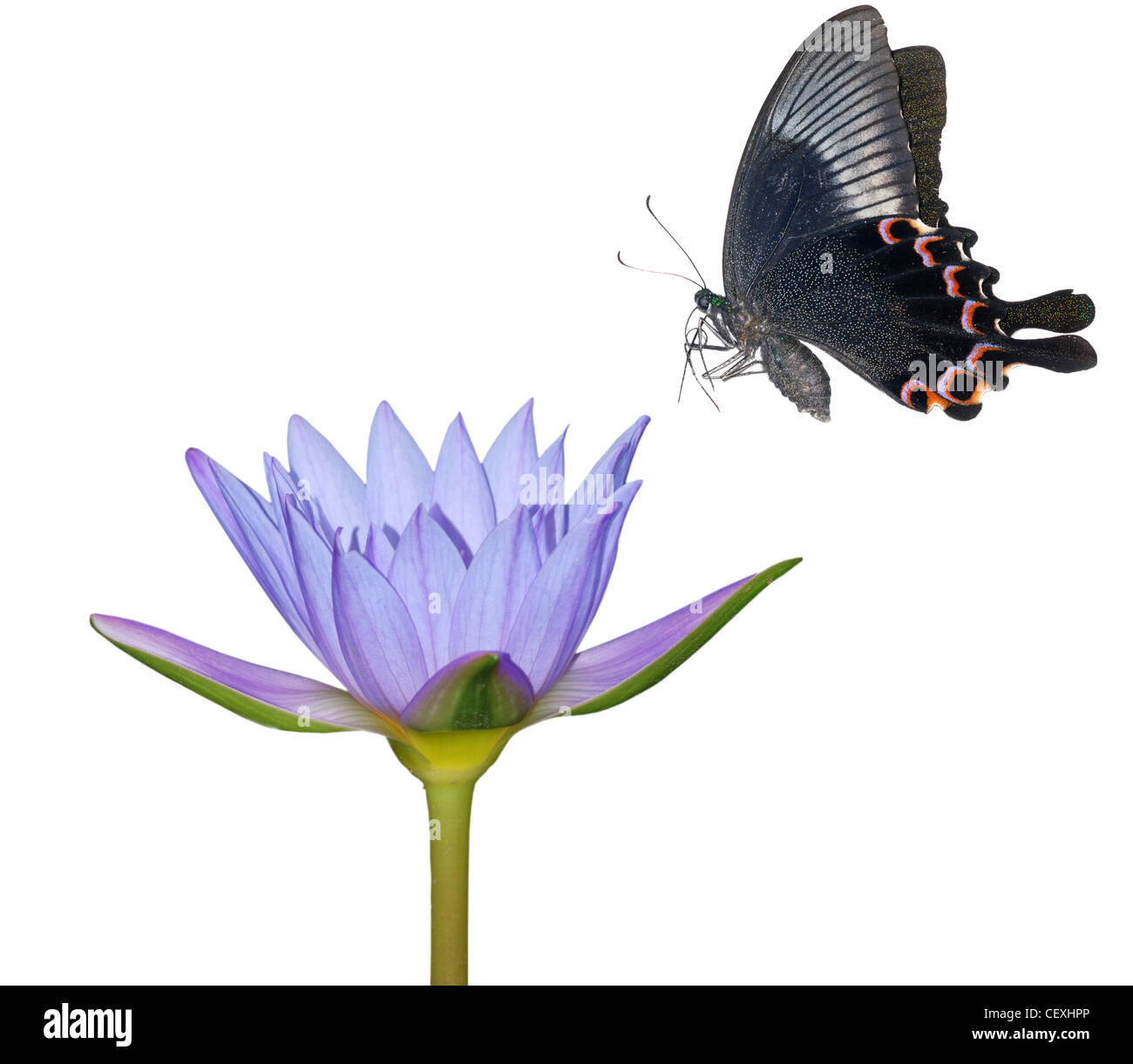 butterfly flower nature background isolated in white Stock Photo - Alamy