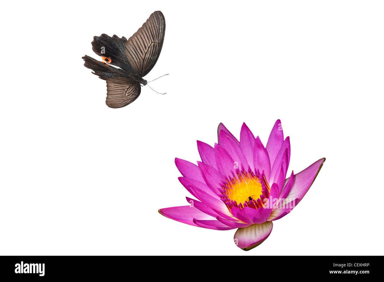 butterfly flower nature background isolated in white Stock Photo - Alamy