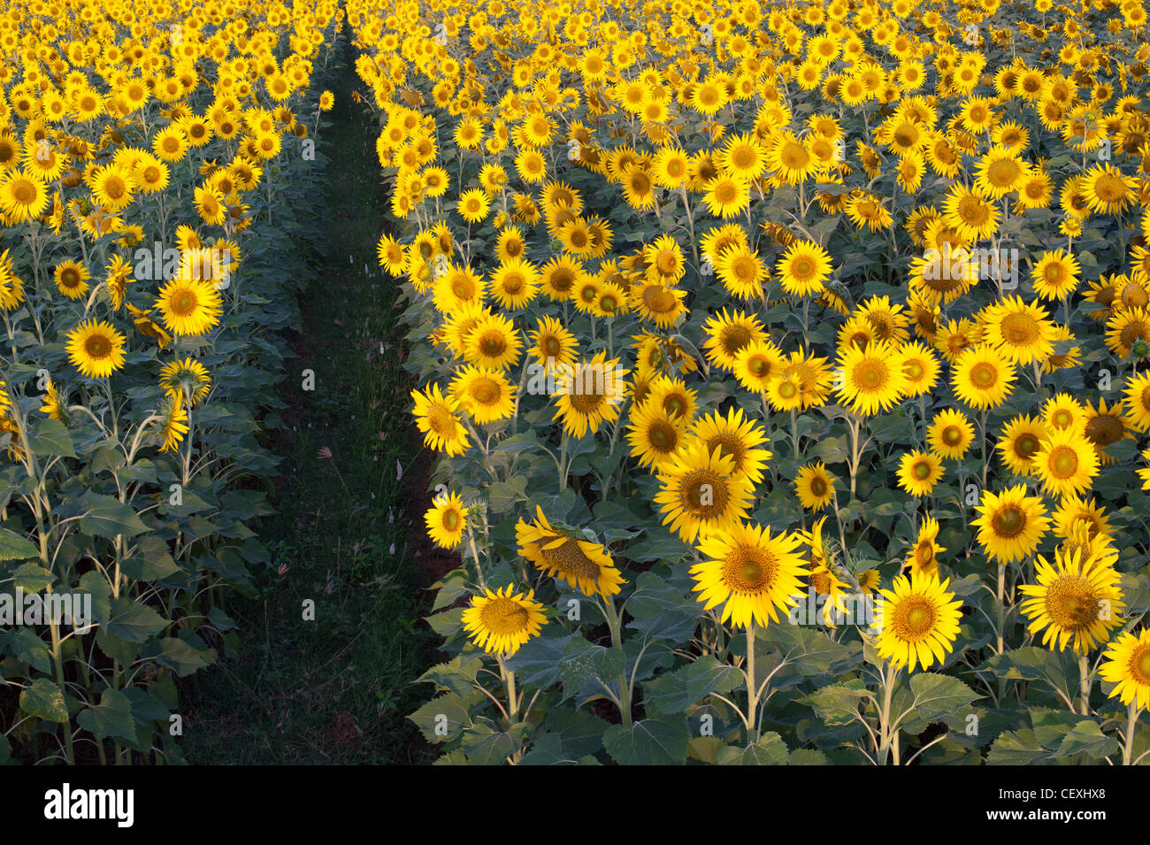 India's Sunflowers main image 0