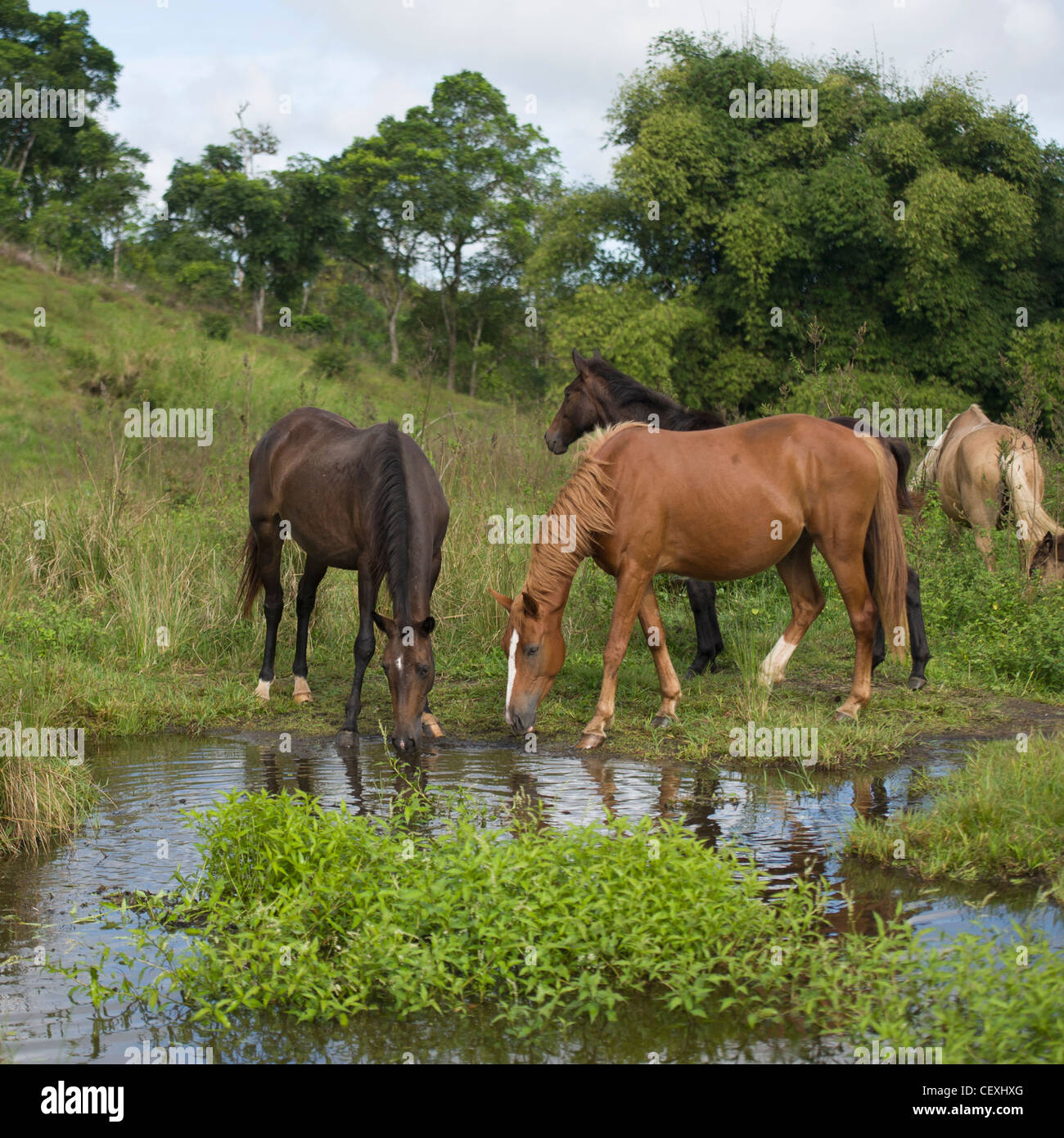 My Image 5