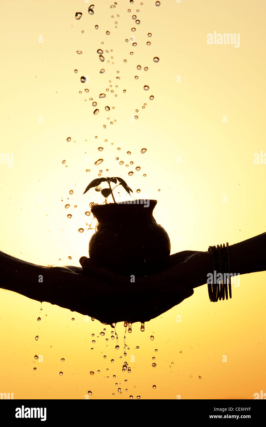 Indian male and female hands holding a plant seedling in a clay pot with water being poured over it. Silhouette. India Stock Photo
