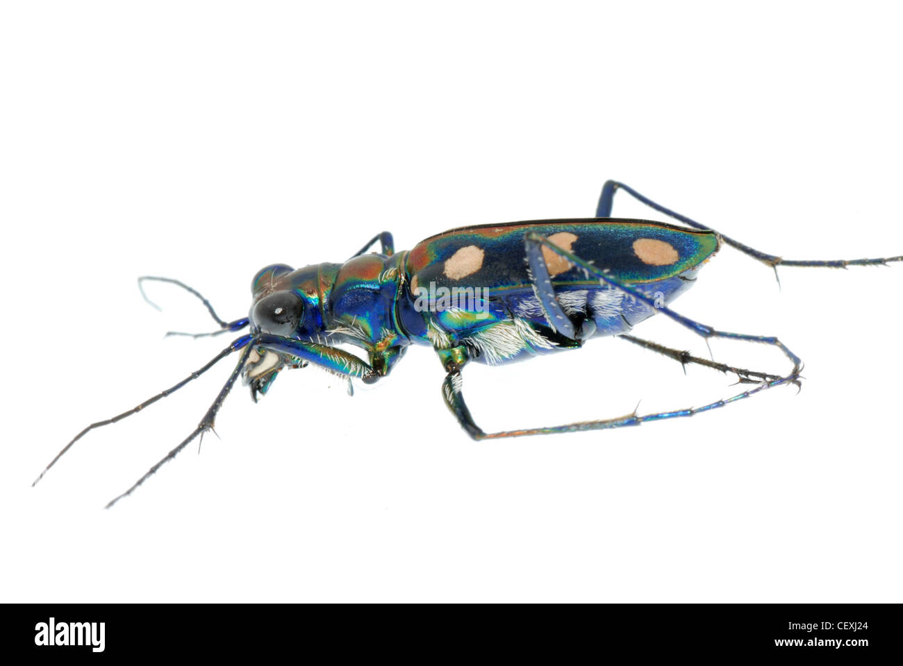 tiger beetle bug insect isolated on white Stock Photo - Alamy