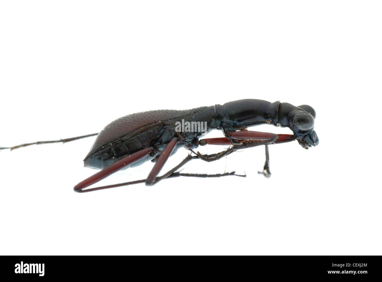 insect ant beetle (Anthicidae) isolated on white background Stock Photo