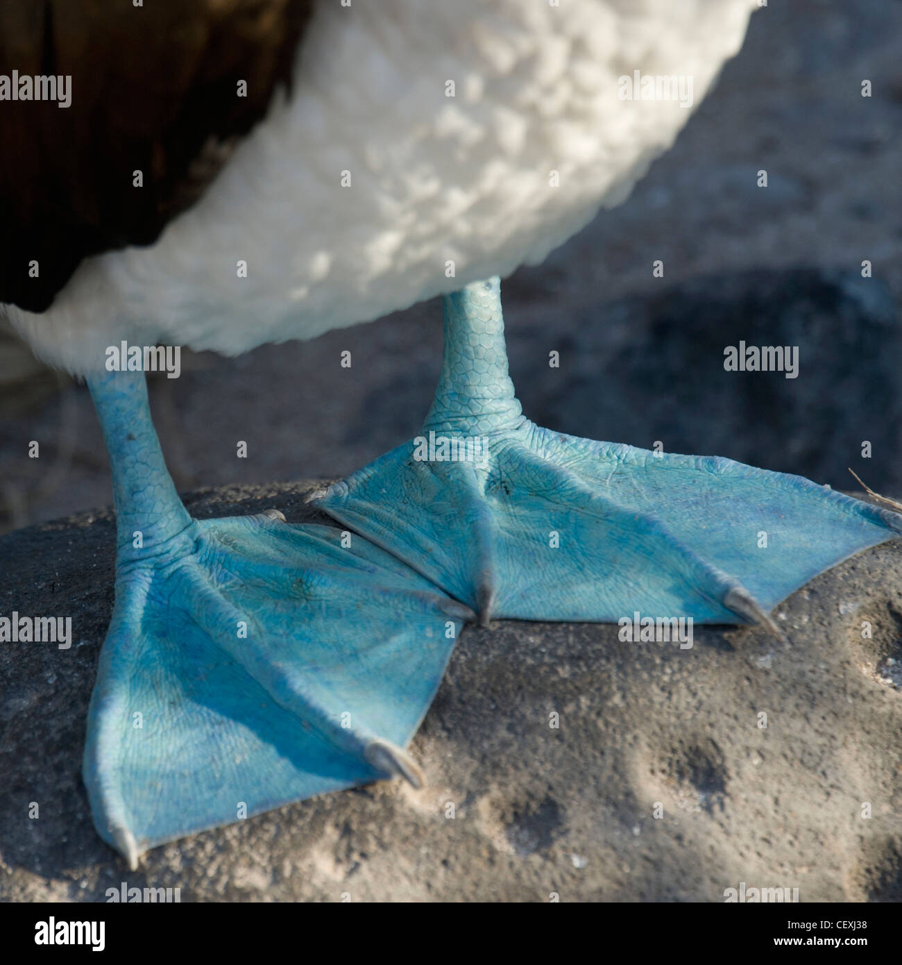 webbed feet of the blue-footed booby (sula nebouxii); galapagos, equador Stock Photo