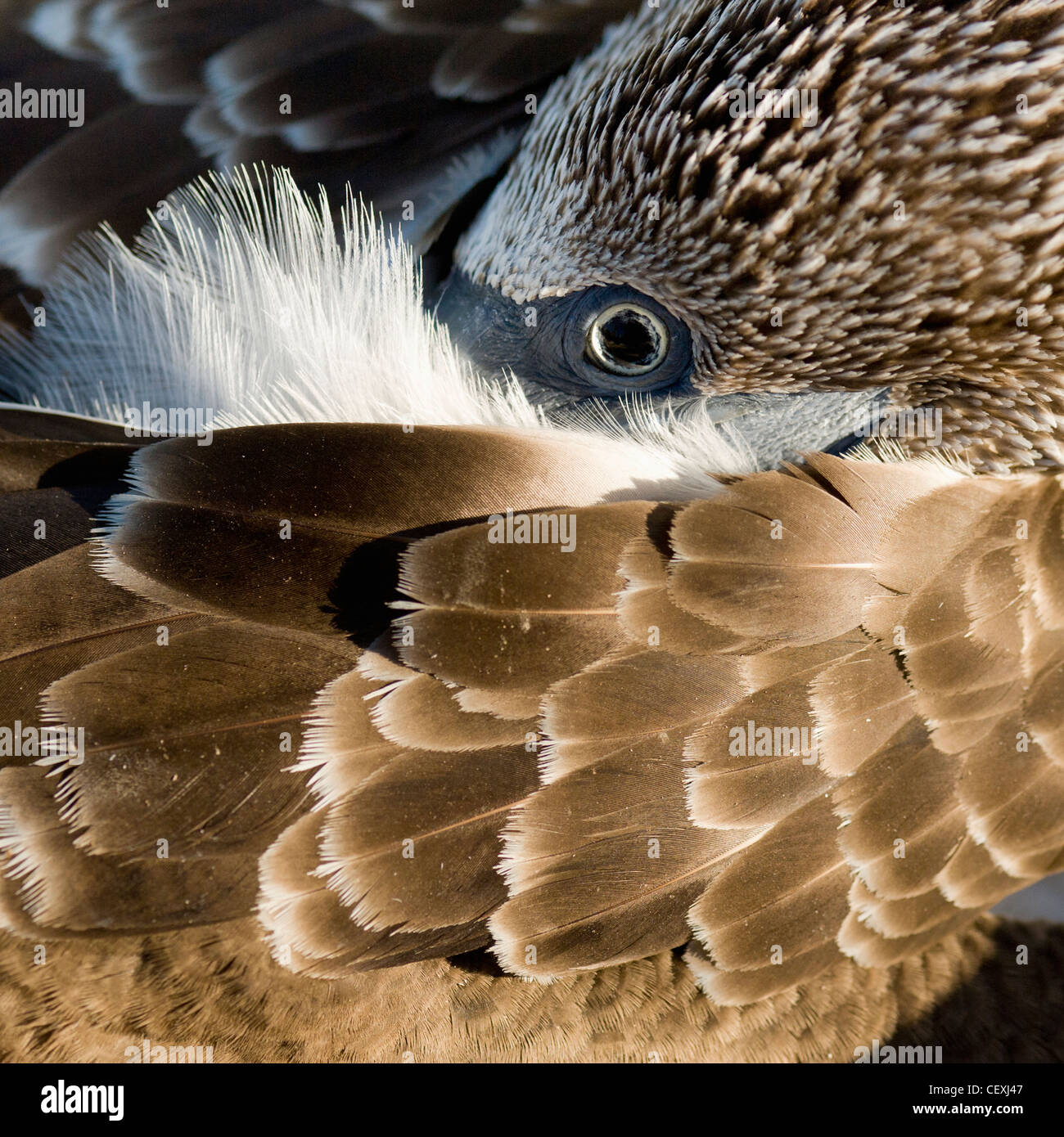 blue-footed booby (sula nebouxii); galapagos, equador Stock Photo