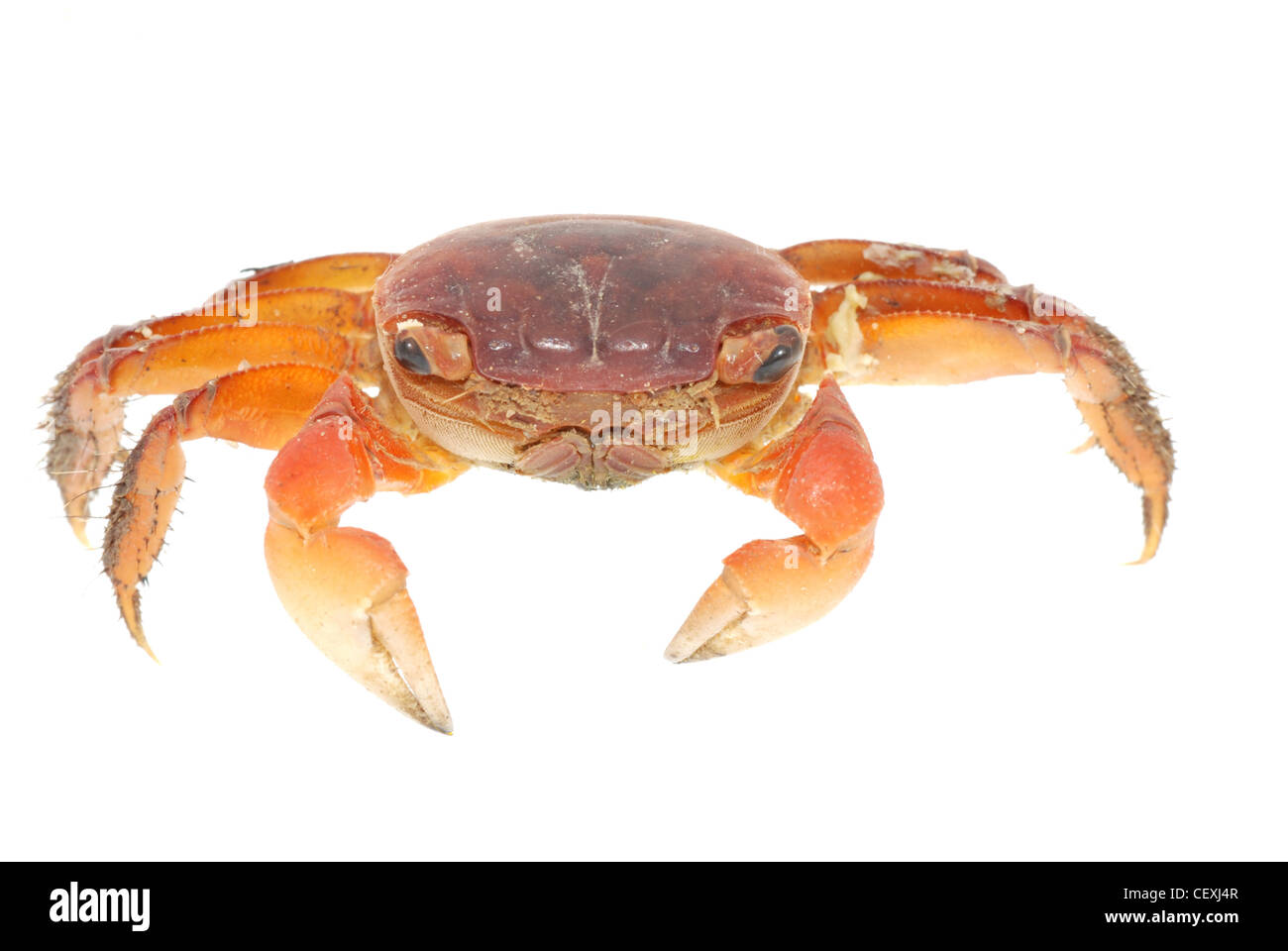 seafood animal red crab isolated on white Stock Photo - Alamy