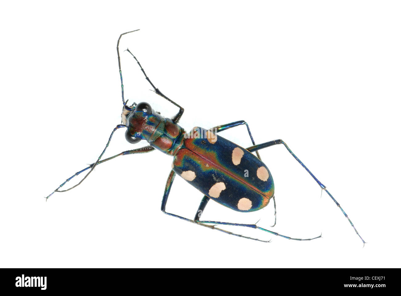 tiger beetle bug insect isolated on white Stock Photo - Alamy