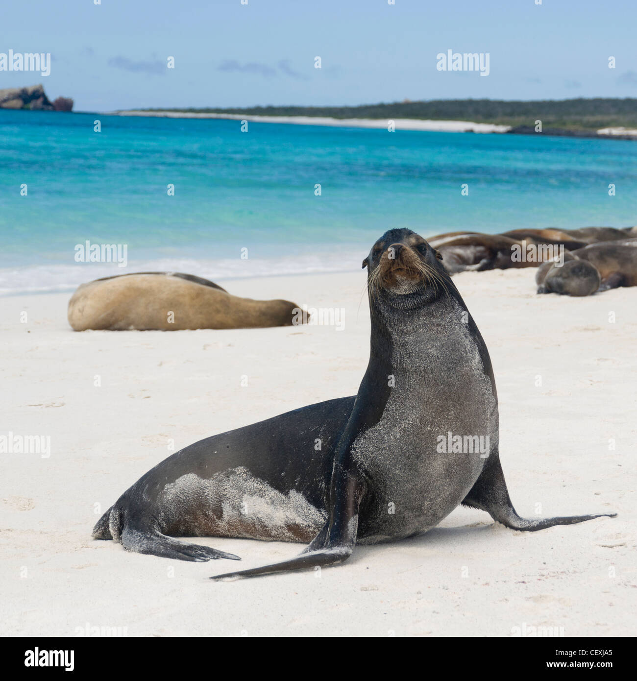 sea lions basking in the sun on the white sand beach; galapagos, equador Stock Photo