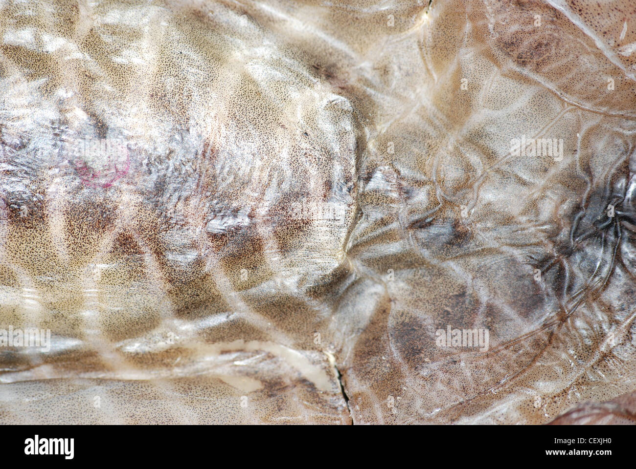 Cuttle fish skin texture Stock Photo