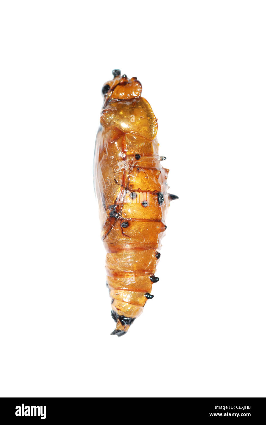 Butterfly cocoon isolated Stock Photo Alamy