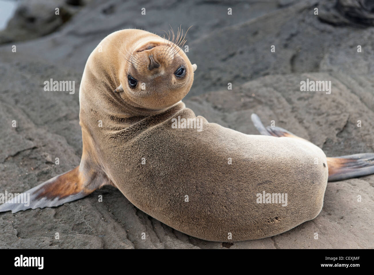 fur seal (otariidae) looking back upside down; galapagos, equador Stock