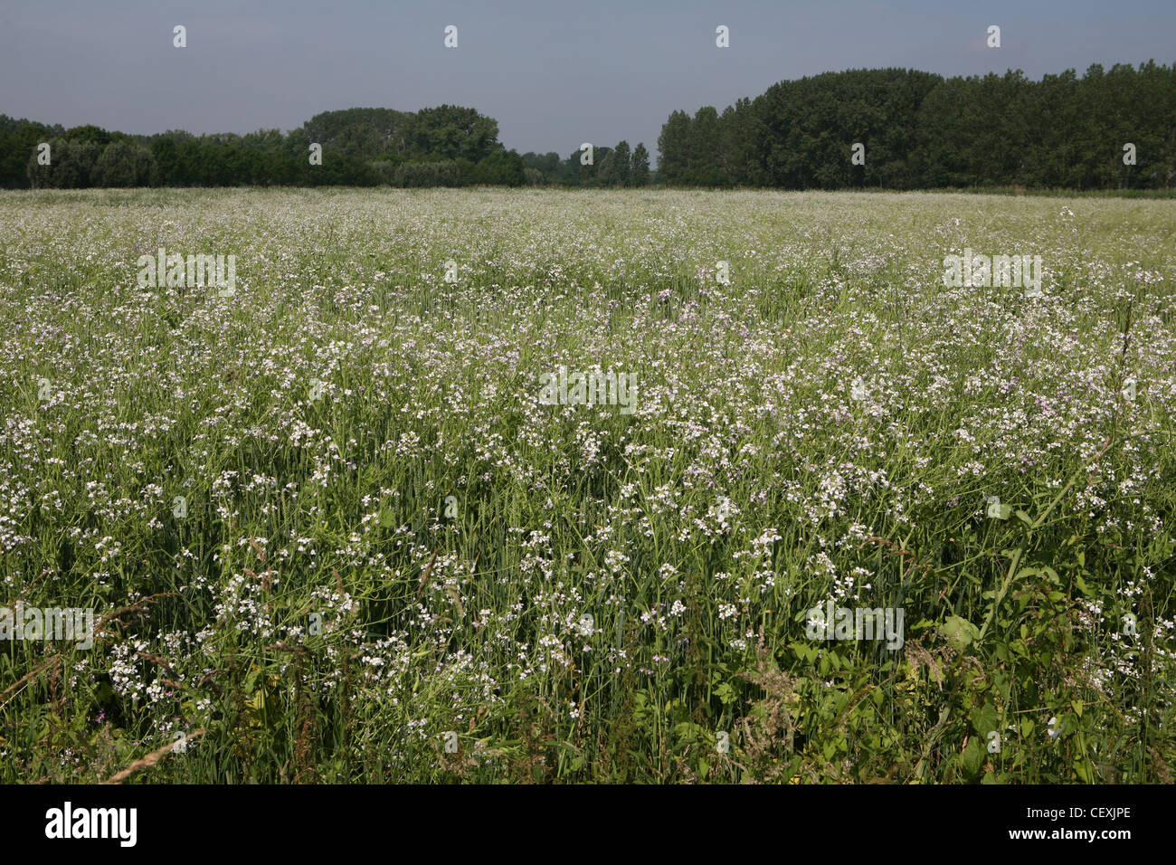 Biodynamic field in Noord-Brabant, Netherlands Stock Photo