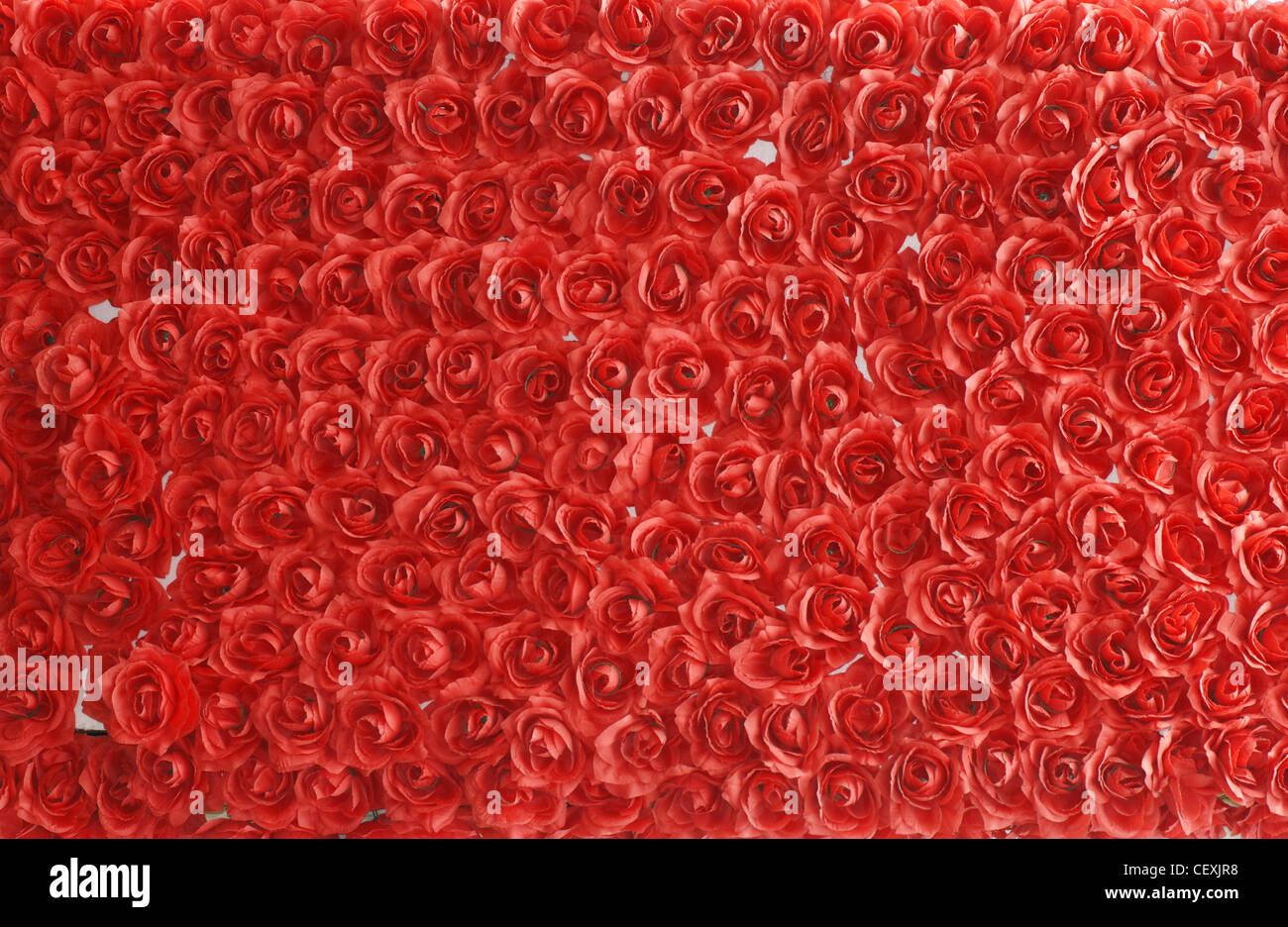 red rose background close up Stock Photo - Alamy