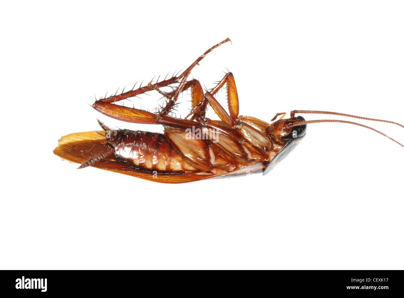 insect dead cockroach bug isolated on white Stock Photo