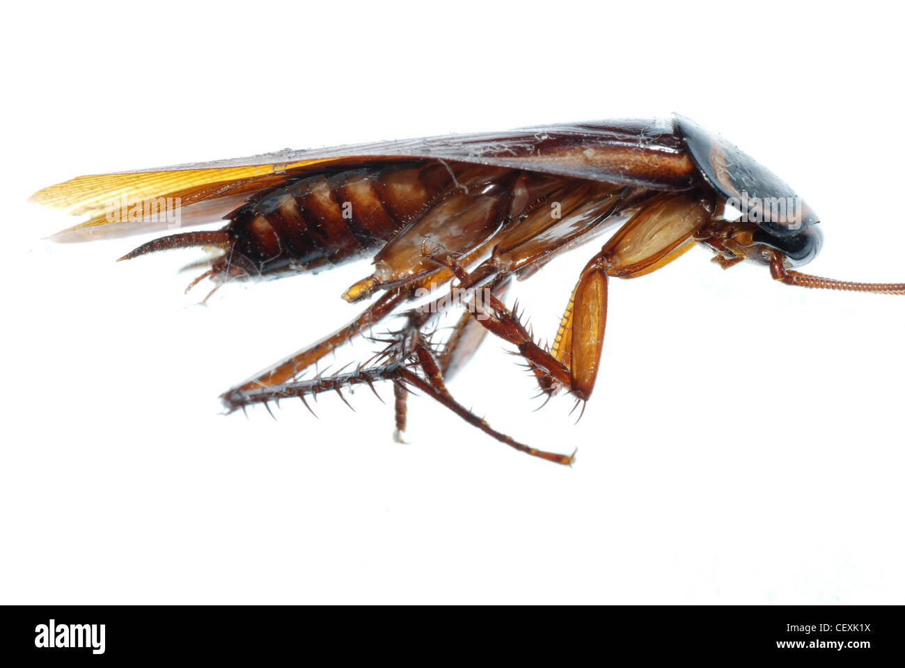 insect dead cockroach bug isolated on white Stock Photo - Alamy