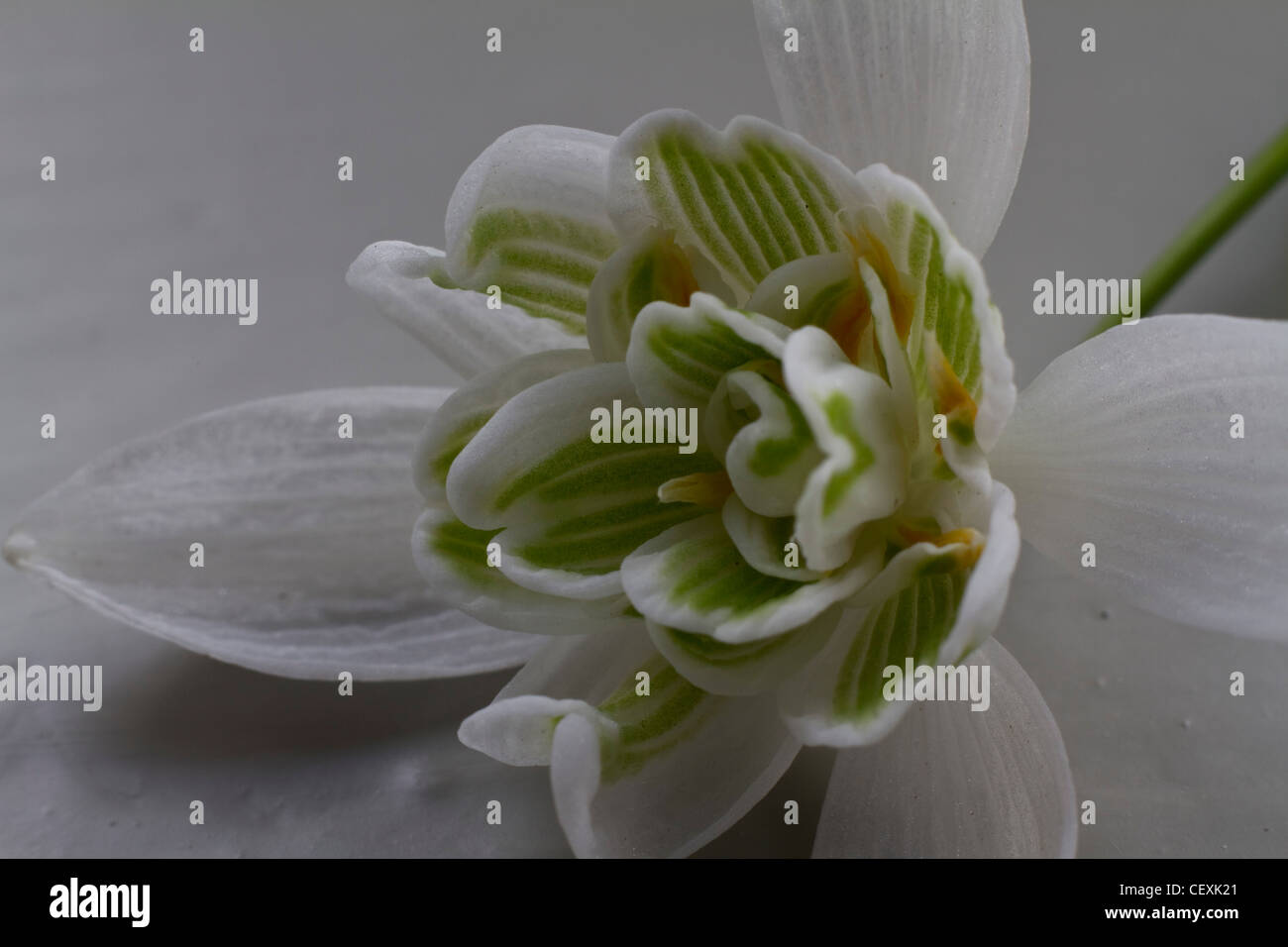 A macro shot of the centre of a snowdrop (Galanthus nivalis) Stock Photo