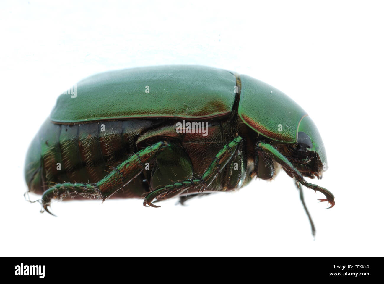 scarab beetle insect isolated Stock Photo - Alamy