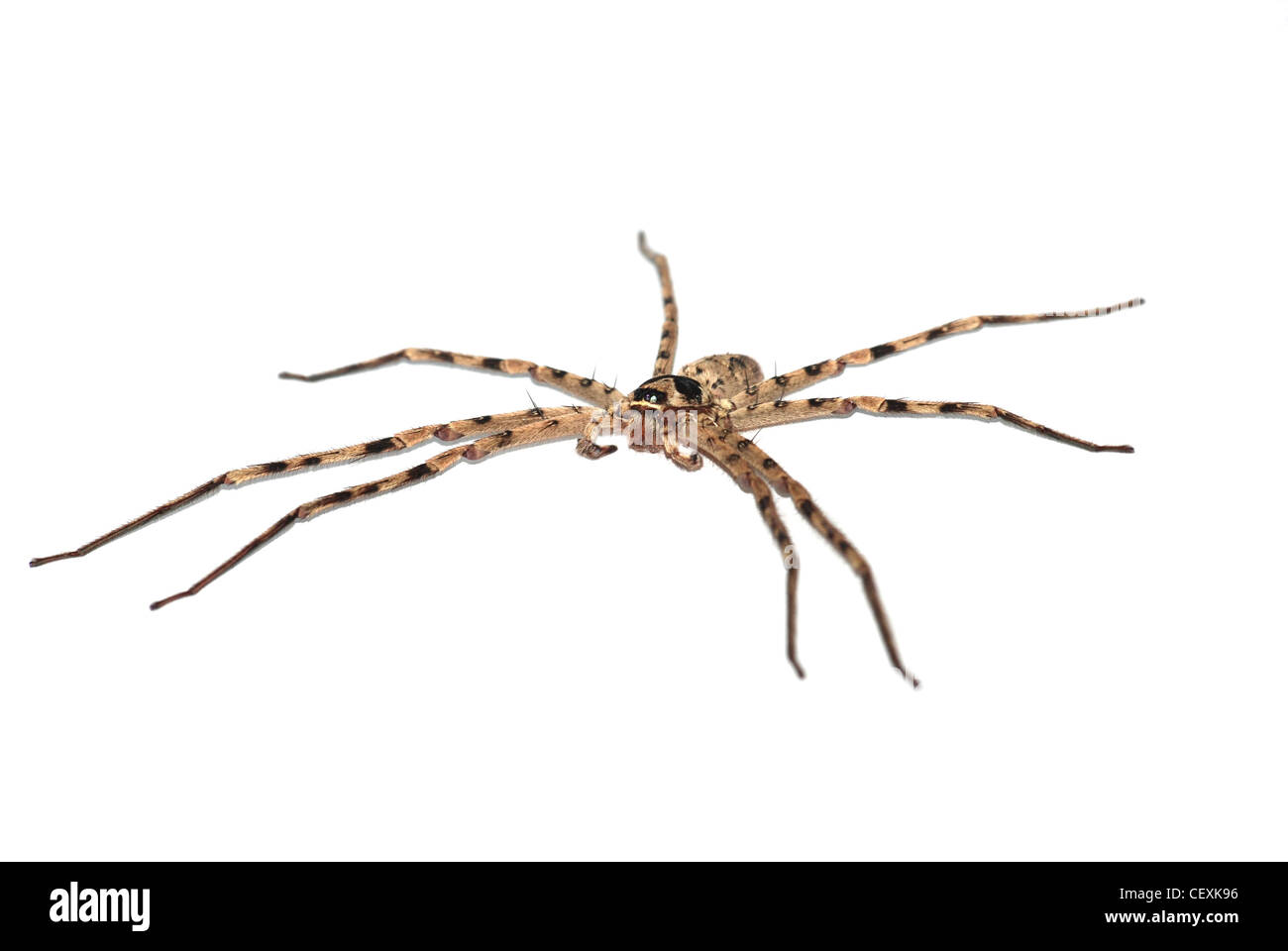 Arachnophobia still hi-res stock photography and images - Alamy