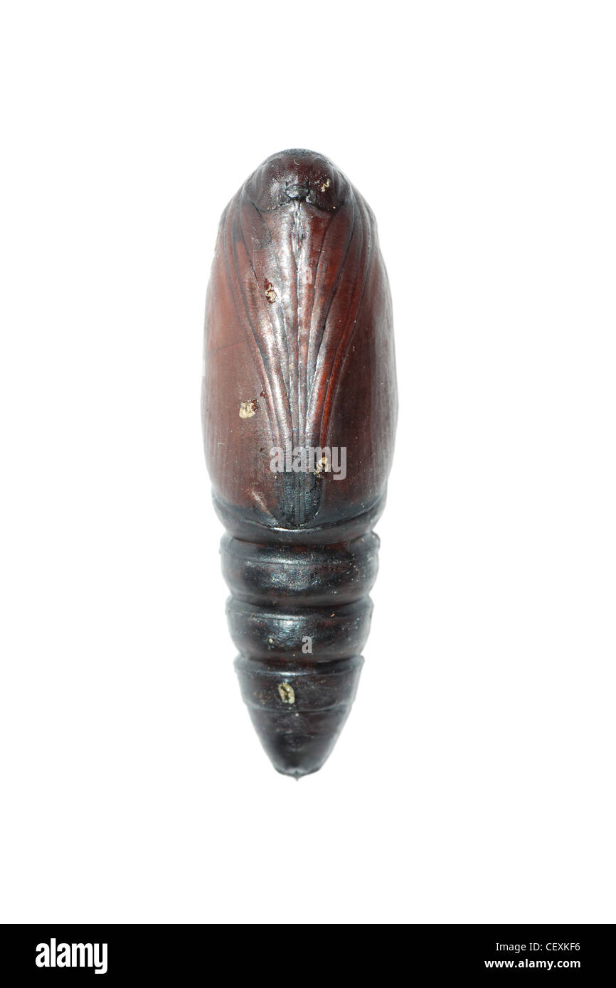 Butterfly cocoon isolated Stock Photo Alamy