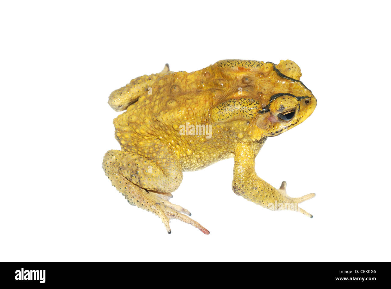 Golden toad isolated in white. Stock Photo