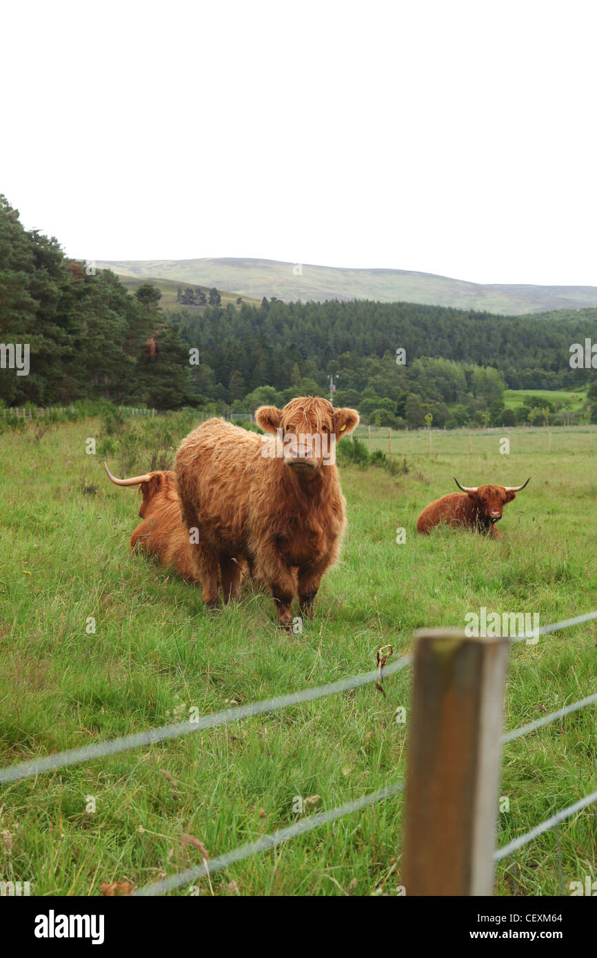 Scottish highland cattle in highlands Stock Photo - Alamy